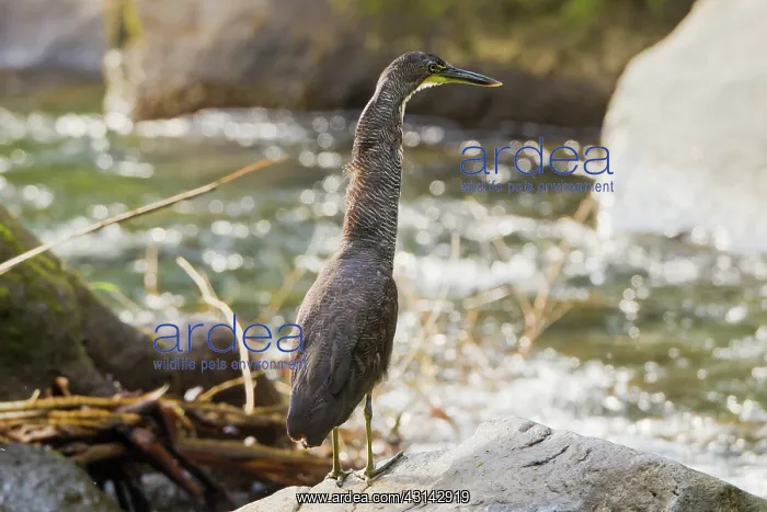 : Fasciated Tiger-Heron : Fasciated Tiger-Heron