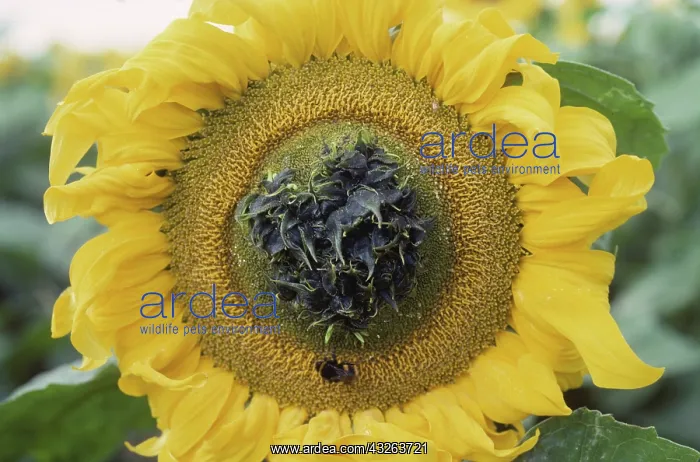 : Fasciation in sunflower : Fasciation in sunflower