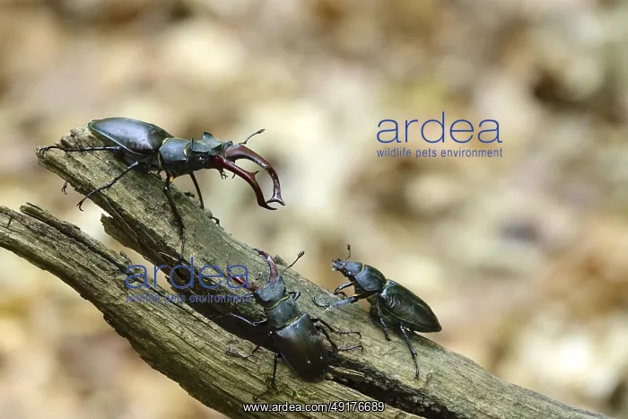 : Fascinating stag beetle (Lucanus cervus) : Fascinating stag beetle (Lucanus cervus)