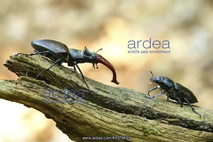 : Fascinating stag beetle (Lucanus cervus) : Fascinating stag beetle (Lucanus cervus)