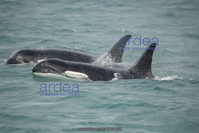 : Fast swimming orcas make their way along Icy Strait : Fast swimming orcas make their way along Icy Strait