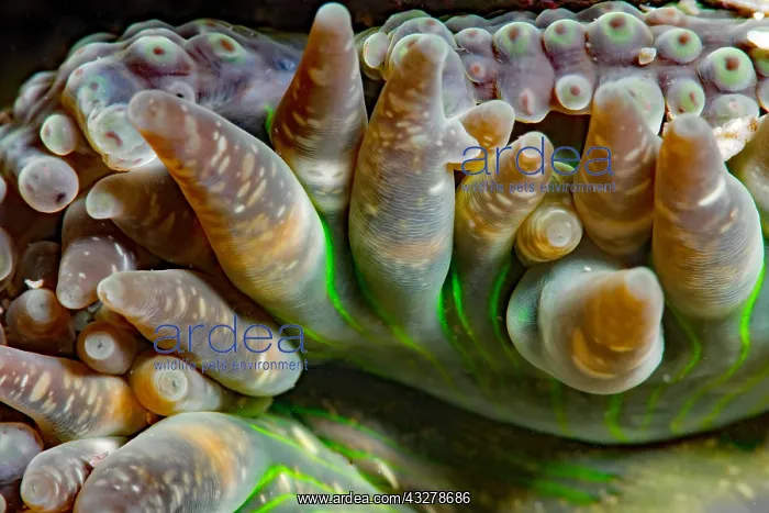 : Fat anemone (Cribrinopsis crassa), Around the Island : Fat anemone (Cribrinopsis crassa), Around the Island
