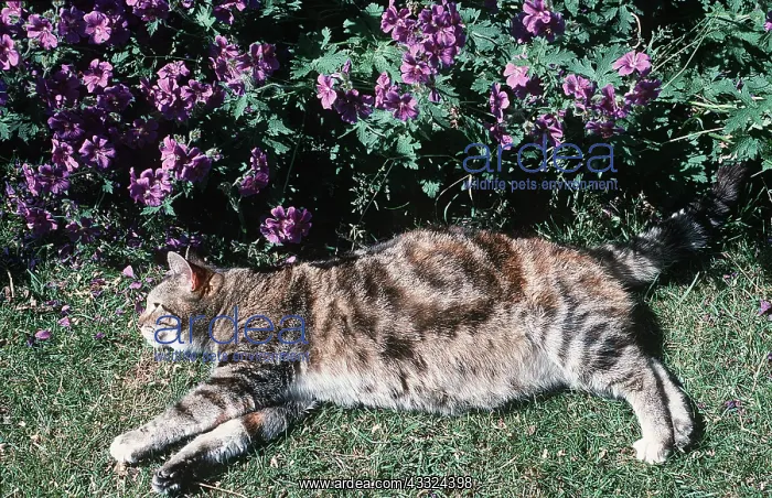 : Fat Cat - Tabby Cat, stretched out in sun : Fat Cat - Tabby Cat, stretched out in sun