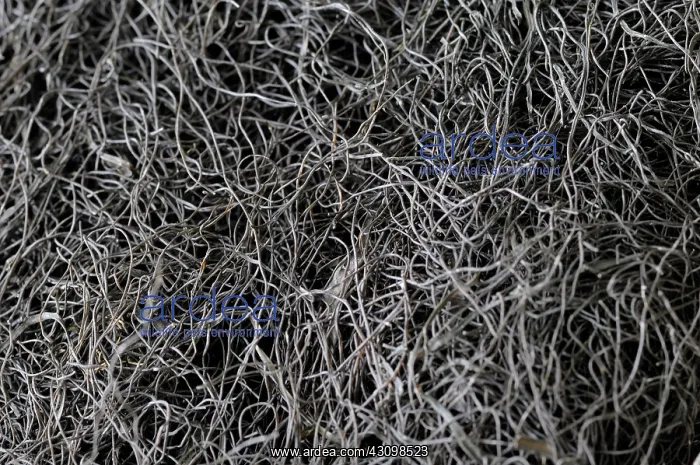 : Fat Choy or Black Moss : Fat Choy or Black Moss
