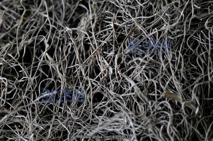 : Fat Choy or Black Moss : Fat Choy or Black Moss