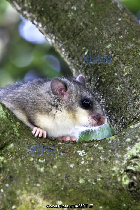  : Fat Dormouse - in a apple tree