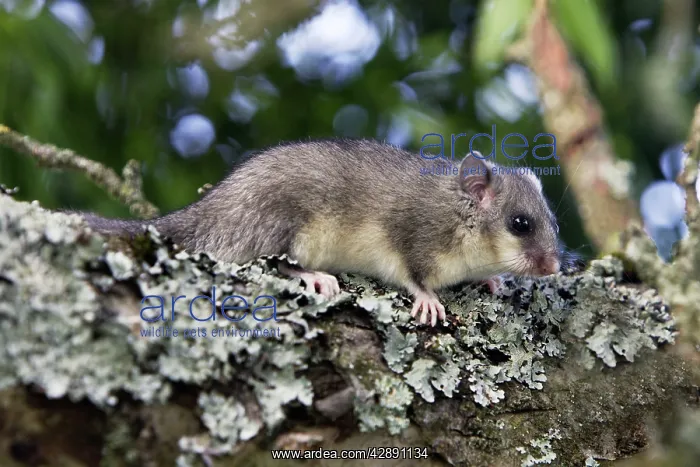 : Fat Dormouse - in a apple tree : Fat Dormouse - in a apple tree