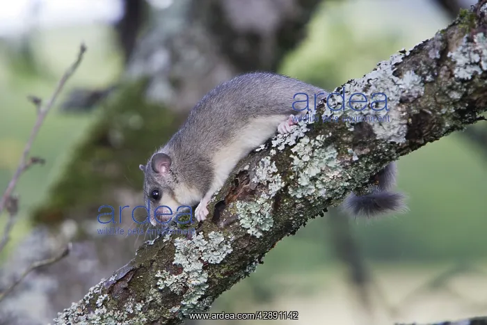 : Fat Dormouse - in a apple tree : Fat Dormouse - in a apple tree