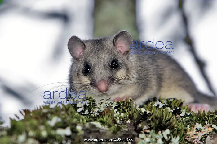 : Fat Dormouse - in a apple tree : Fat Dormouse - in a apple tree