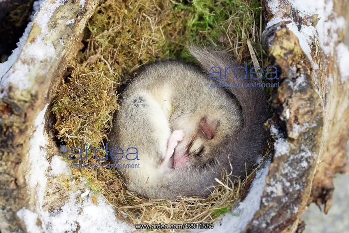 : Fat dormouse - sleeping : Fat dormouse - sleeping