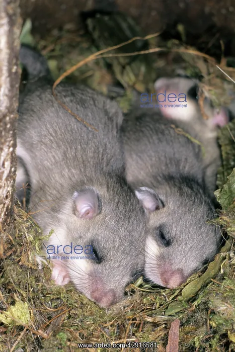 : Fat / Edible Dormouse - 2 young animals asleep in nest : Fat / Edible Dormouse - 2 young animals asleep in nest