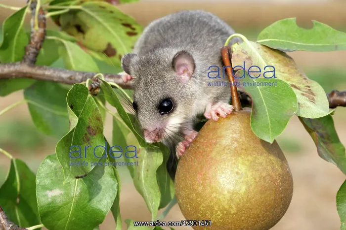 : Fat / Edible Dormouse : Fat / Edible Dormouse