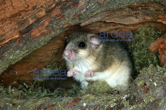 : Fat / Edible Dormouse : Fat / Edible Dormouse