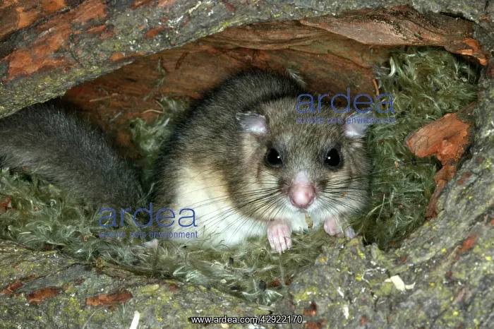  : Fat  /  Edible Dormouse