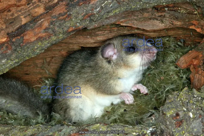 : Fat / Edible Dormouse : Fat / Edible Dormouse