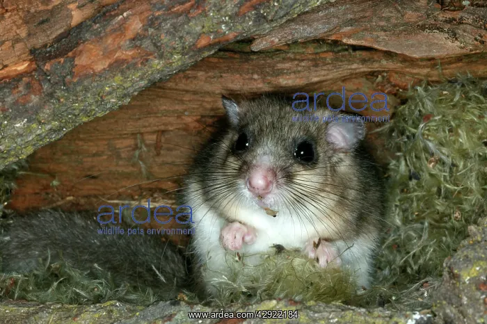 : Fat / Edible Dormouse : Fat / Edible Dormouse