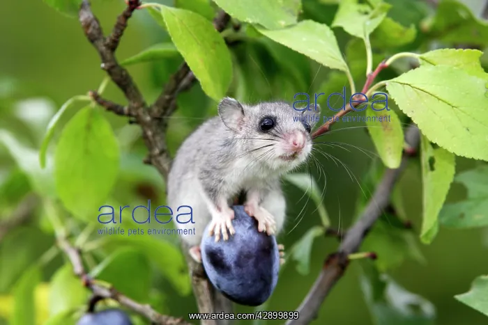 : Fat / Edible Dormouse - balancing on plum : Fat / Edible Dormouse - balancing on plum