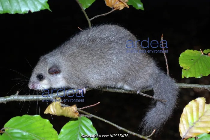 : Fat / Edible Dormouse - in beech, fattened up for winter : Fat / Edible Dormouse - in beech, fattened up for winter