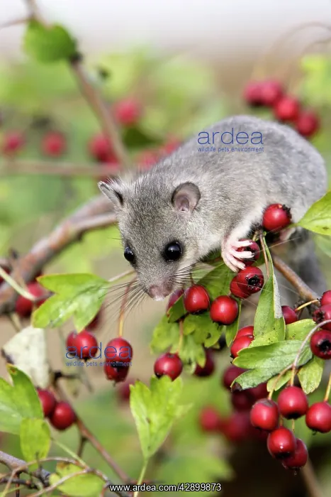 : Fat / Edible Dormouse - with berries : Fat / Edible Dormouse - with berries