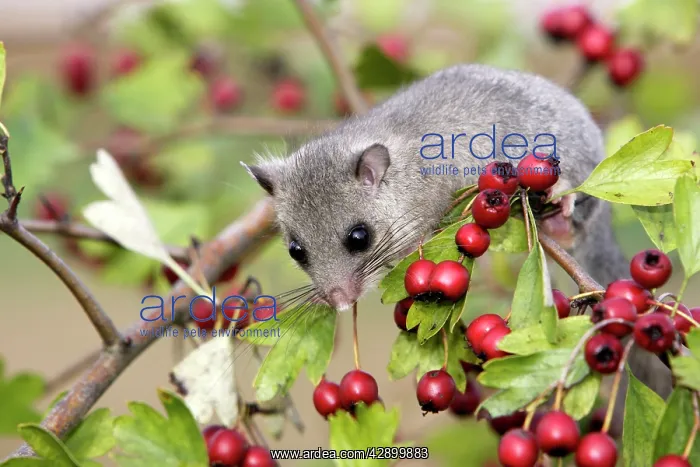 : Fat / Edible Dormouse - with berries : Fat / Edible Dormouse - with berries