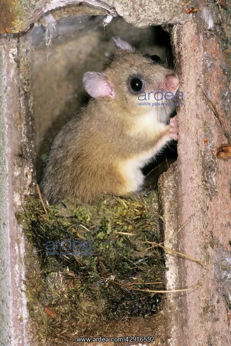 : Fat / Edible Dormouse - in bird nesting box : Fat / Edible Dormouse - in bird nesting box
