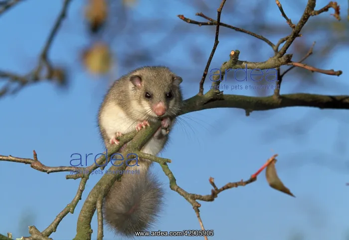 : Fat / Edible Dormouse - on branch against blue sky : Fat / Edible Dormouse - on branch against blue sky