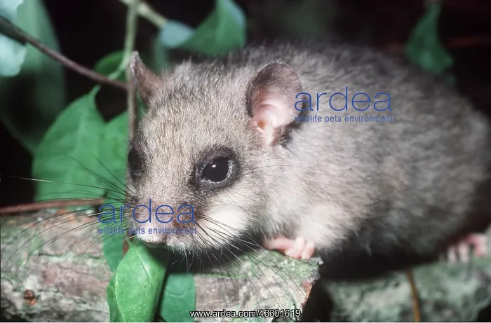 : Fat / Edible Dormouse - close-up : Fat / Edible Dormouse - close-up