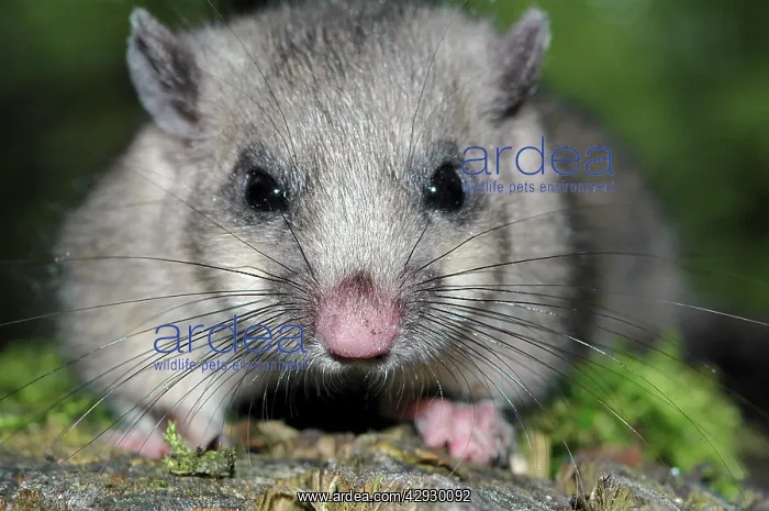 : Fat / Edible DORMOUSE - close-up of face : Fat / Edible DORMOUSE - close-up of face