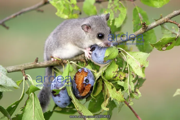 : Fat / Edible Dormouse - eating plums : Fat / Edible Dormouse - eating plums