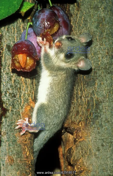 : Fat / Edible Dormouse - eating plums : Fat / Edible Dormouse - eating plums