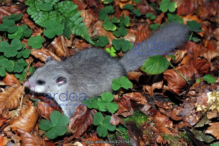 : Fat / Edible Dormouse - On the ground, exploring : Fat / Edible Dormouse - On the ground, exploring
