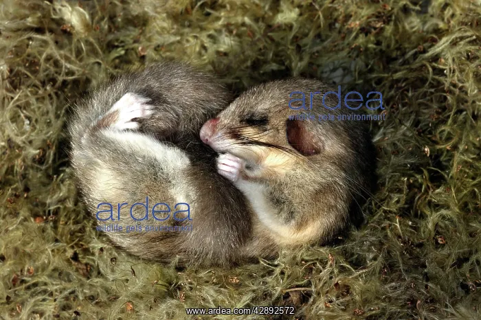 : Fat / Edible Dormouse - Hibernating in Clematis : Fat / Edible Dormouse - Hibernating in Clematis