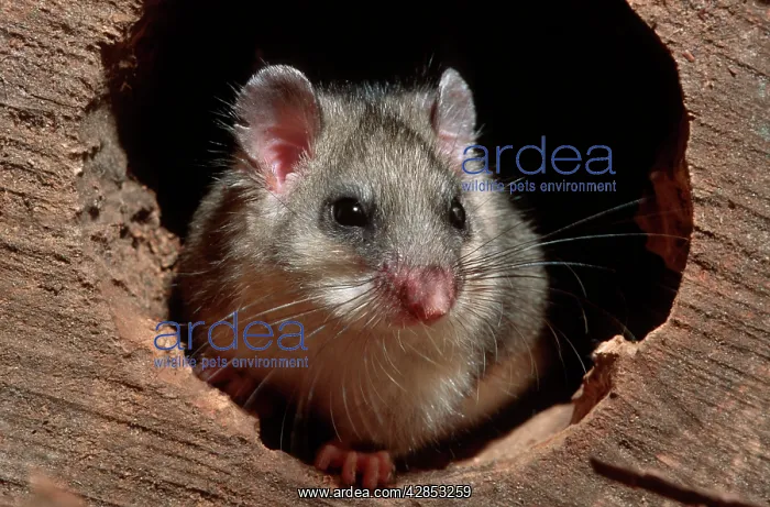 : Fat / Edible Dormouse in hollow tree : Fat / Edible Dormouse in hollow tree