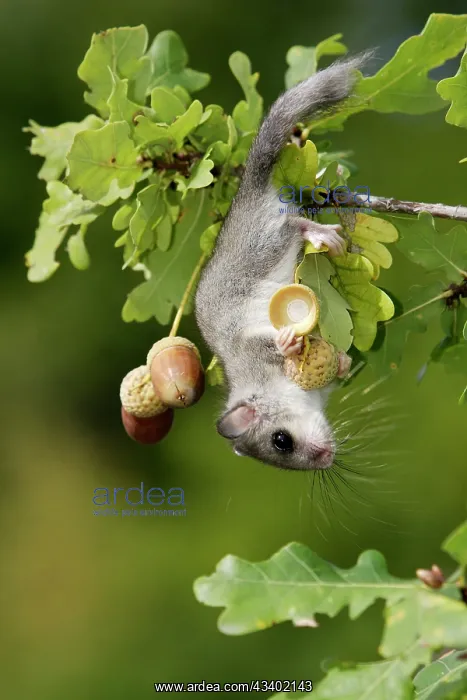 : Fat / Edible Dormouse - in oak tree (quercus robur) feeding : Fat / Edible Dormouse - in oak tree (quercus robur) feeding