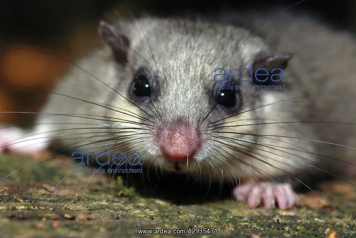 : Fat / Edible Dormouse - Showing long sensory whiskers : Fat / Edible Dormouse - Showing long sensory whiskers