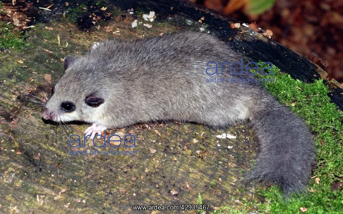 : Fat / Edible Dormouse - Showing truncated tail : Fat / Edible Dormouse - Showing truncated tail