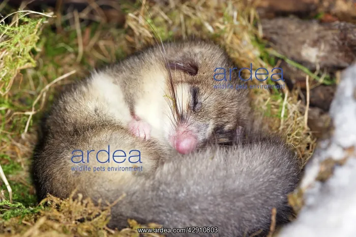 : Fat / Edible Dormouse - sleeping : Fat / Edible Dormouse - sleeping