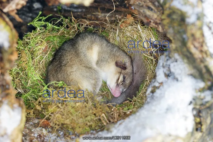 : Fat / Edible Dormouse - sleeping : Fat / Edible Dormouse - sleeping