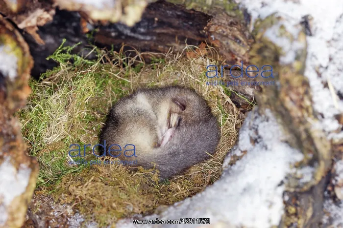 : Fat / Edible Dormouse - sleeping : Fat / Edible Dormouse - sleeping