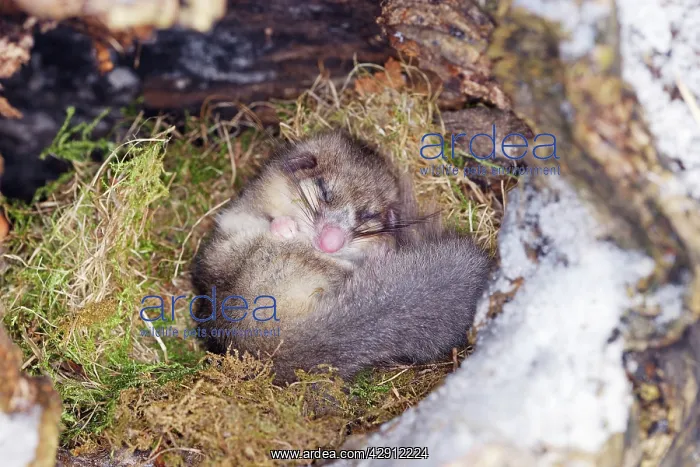 : Fat / Edible Dormouse - sleeping : Fat / Edible Dormouse - sleeping