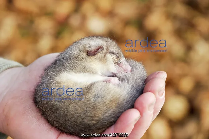 : Fat / Edible Dormouse - sleeping : Fat / Edible Dormouse - sleeping