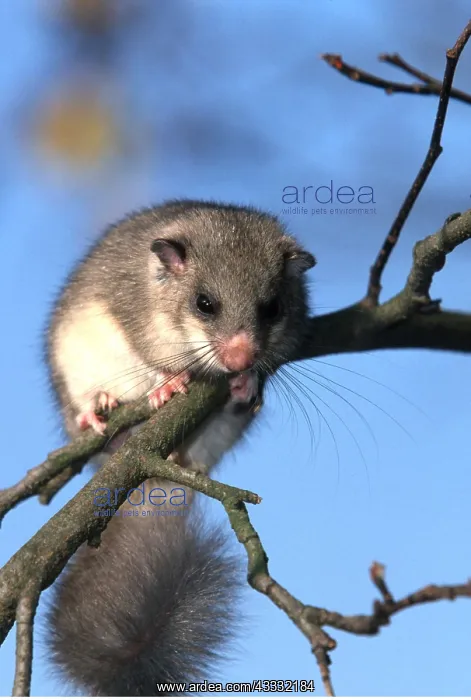 : Fat / Edible Dormouse - on tree branch : Fat / Edible Dormouse - on tree branch