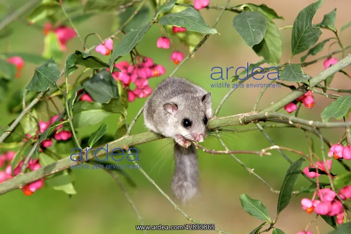 : Fat / Edible Dormouse - in tree with flowers : Fat / Edible Dormouse - in tree with flowers