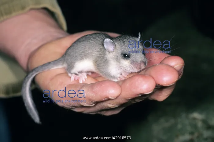 : Fat / Edible Dormouse - Young animal in hand : Fat / Edible Dormouse - Young animal in hand