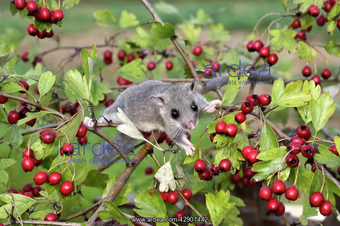 : Fat / Edlible Dormouse : Fat / Edlible Dormouse
