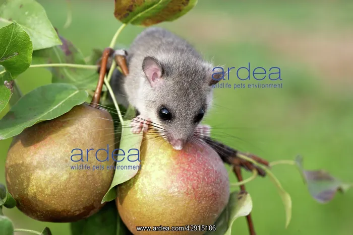 : Fat / Edlible Dormouse : Fat / Edlible Dormouse