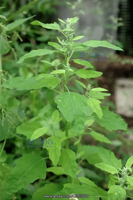 : Fat hen or Lamb's Quarters : Fat hen or Lamb's Quarters