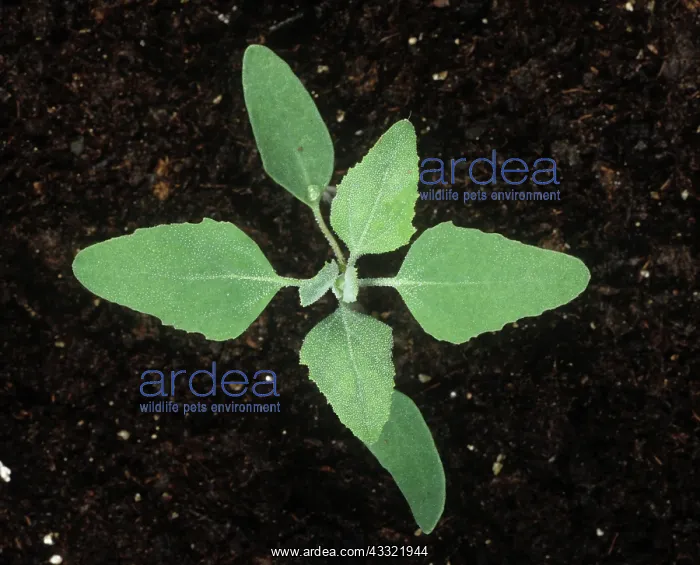 : Fat hen seedling : Fat hen seedling