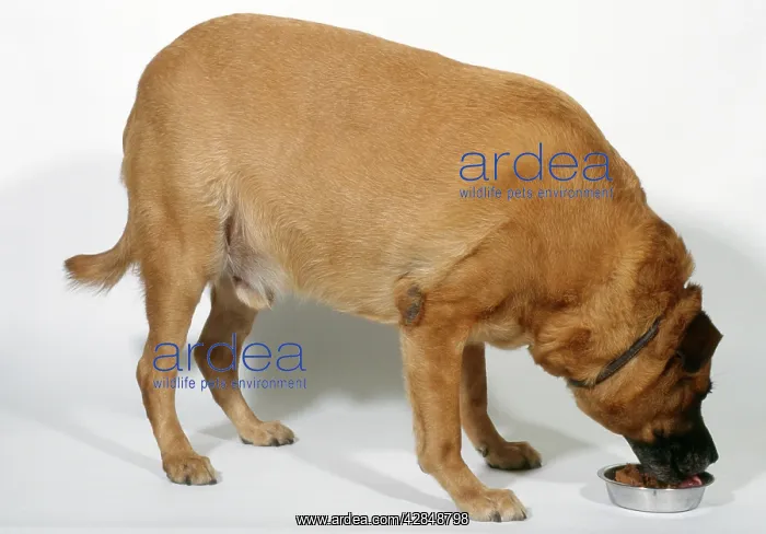  : Fat  /  Obese DOG - eating