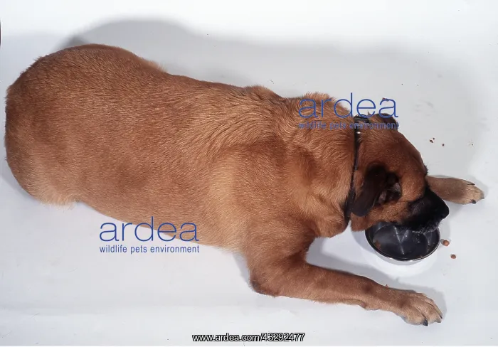 : Fat / Obese DOG - eating : Fat / Obese DOG - eating